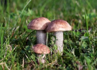 Grzybobranie - fot. Pixabay