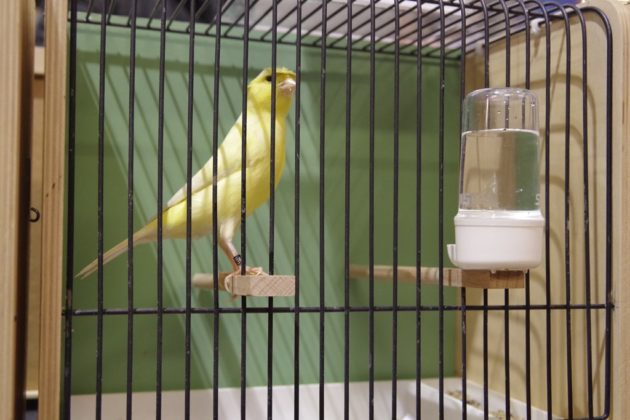 Wystawa kanark&oacute;w w Sosnowcu &ndash; fot. Przemysław Bartos