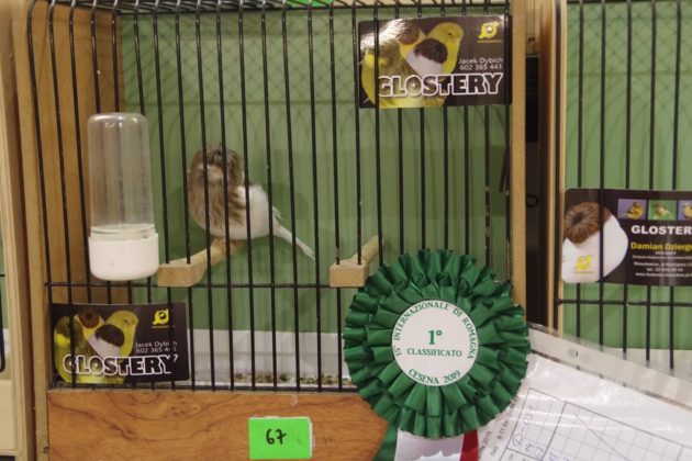 Wystawa kanark&oacute;w w Sosnowcu &ndash; fot. Przemysław Bartos