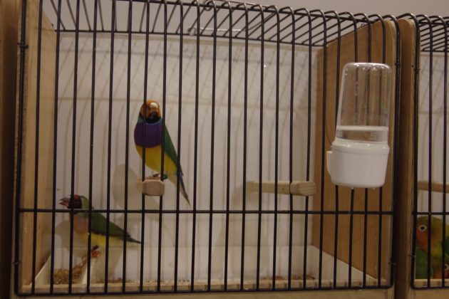 Wystawa kanark&oacute;w w Sosnowcu &ndash; fot. Przemysław Bartos