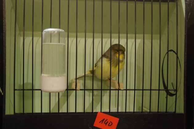 Wystawa kanark&oacute;w w Sosnowcu &ndash; fot. Przemysław Bartos