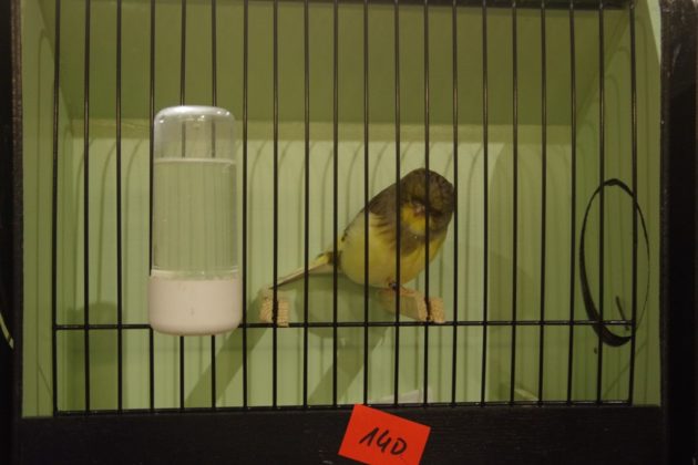 Wystawa kanark&oacute;w w Sosnowcu &ndash; fot. Przemysław Bartos