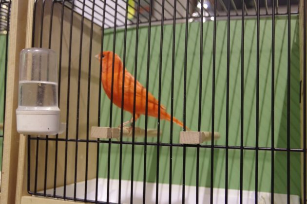 Wystawa kanark&oacute;w w Sosnowcu &ndash; fot. Przemysław Bartos