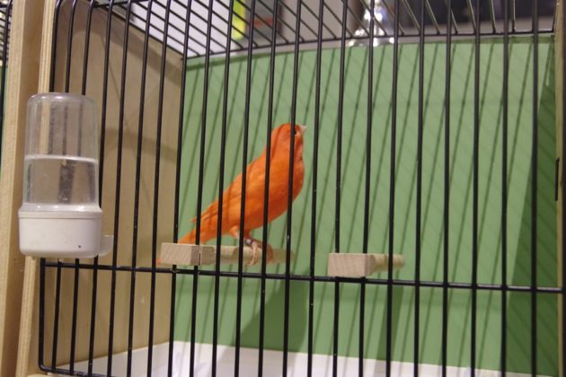 Wystawa kanark&oacute;w w Sosnowcu &ndash; fot. Przemysław Bartos