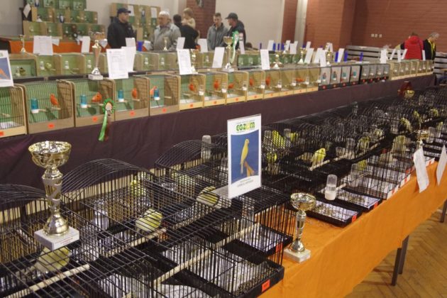 Wystawa kanark&oacute;w w Sosnowcu &ndash; fot. Przemysław Bartos