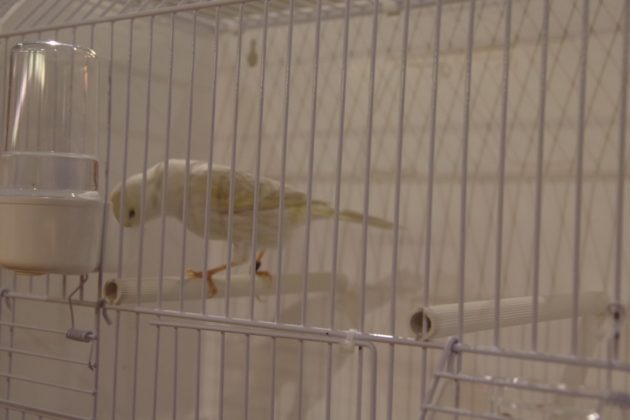 Wystawa kanark&oacute;w w Sosnowcu &ndash; fot. Przemysław Bartos