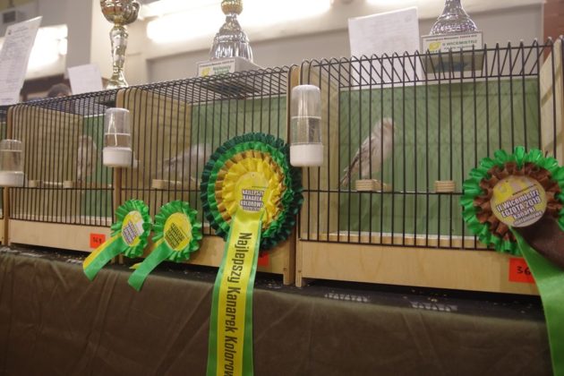 Wystawa kanark&oacute;w w Sosnowcu &ndash; fot. Przemysław Bartos