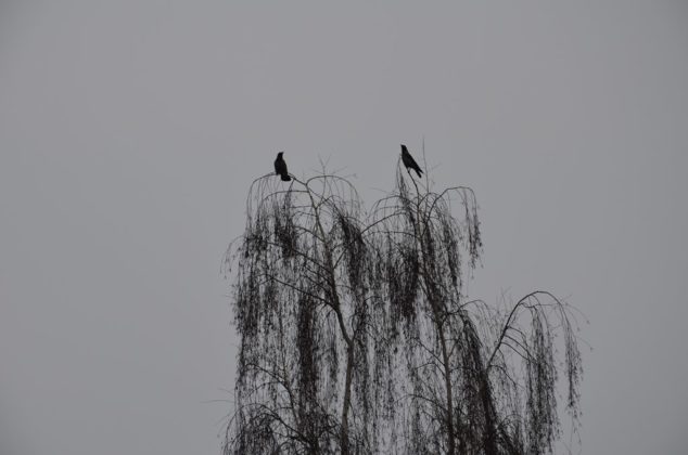 Zimowe Ptakoliczenie w Sosnowcu - fot. Ewa Fic-Bartos