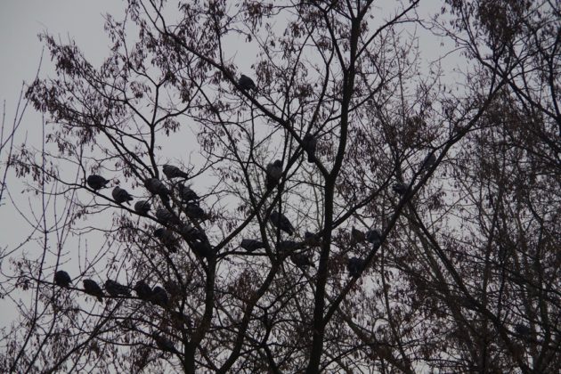 Zimowe Ptakoliczenie w Sosnowcu - fot. Ilona Bartos-Kula