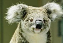 Poseł z Sosnowca Mateusz Bochenek adoptował koalę Kooloonbung Tasha - fot. Koala Hospital Port Macquarie
