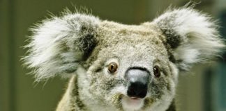 Poseł z Sosnowca Mateusz Bochenek adoptował koalę Kooloonbung Tasha - fot. Koala Hospital Port Macquarie