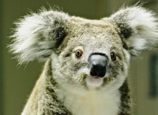 Poseł z Sosnowca Mateusz Bochenek adoptował koalę Kooloonbung Tasha - fot. Koala Hospital Port Macquarie