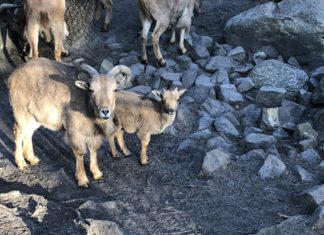 Owca z Sosnowca - fot. UM Sosnowiec