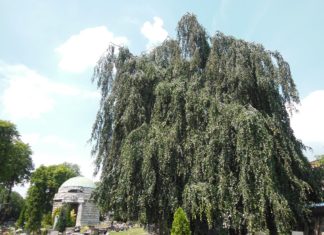 Smutni Bracia z Sosnowca – fot. Przyroda dla Sosnowca