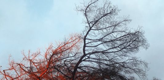 Silny wiatr – fot. Pixabay