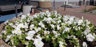 Kwiaty w Sosnowcu - fot. UM Sosnowiec