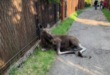 Drugi łoś uratowany – fot. Straż Miejska w Sosnowcu