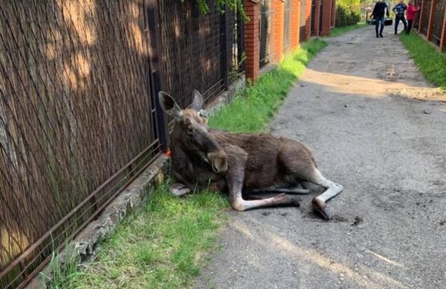 Drugi łoś uratowany &ndash; fot. Straż Miejska w Sosnowcu