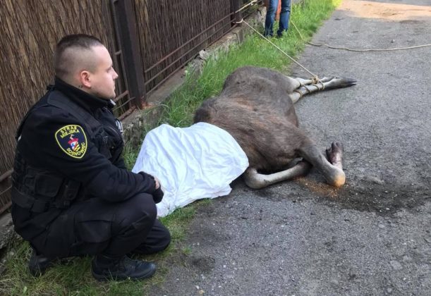 Drugi łoś uratowany &ndash; fot. Straż Miejska w Sosnowcu