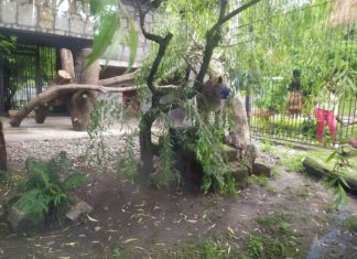 Puma Nubia - fot. Śląski Ogród Zoologiczny