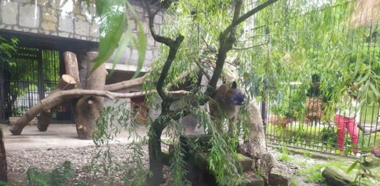 Puma Nubia - fot. Śląski Ogród Zoologiczny