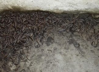 Krocionogi zmorą mieszkańców Strzemieszyc – fot. Zgromadzenie Mieszkańców Strzemieszyc
