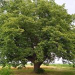 Lipa św. Jana Nepomucena w Dulczy Wielkiej - fot. mat. pras.