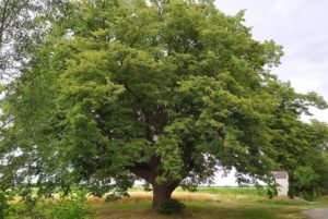 Lipa św. Jana Nepomucena w Dulczy Wielkiej - fot. mat. pras.