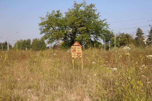 W Dąbrowie G&oacute;rniczej powstały nowe łąki kwietne i domki dla owad&oacute;w &ndash; fot. UM Dąbrowa G&oacute;rnicza