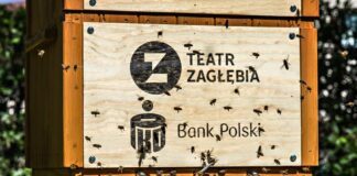 Pszczoły w Teatrze Zagłębia - fot. Maciej Stobierski