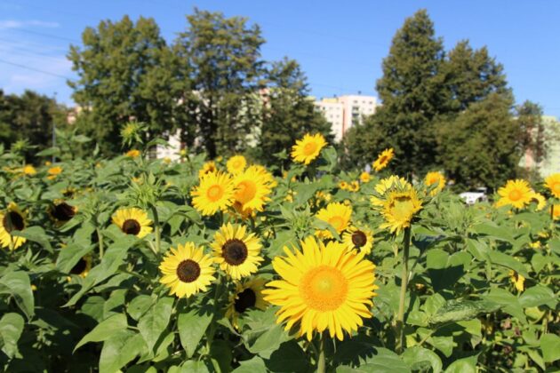 W Dąbrowie G&oacute;rniczej powstały nowe łąki kwietne i domki dla owad&oacute;w &ndash; fot. UM Dąbrowa G&oacute;rnicza