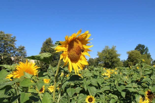 W Dąbrowie G&oacute;rniczej powstały nowe łąki kwietne i domki dla owad&oacute;w &ndash; fot. UM Dąbrowa G&oacute;rnicza