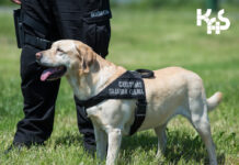 Porzucona kontrabanda na targowisku miejskim