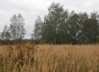 Drzewa, Trawa, Rośliny, Niebo