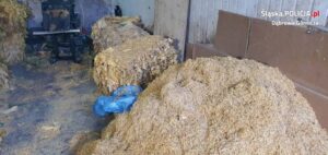 Fabryka, Tytoń, Krajanka