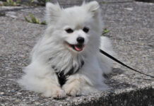 W Dąbrowie Górniczej rozpoczęła się akcja „Sprzątaj po swoim psie”