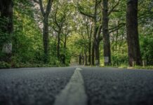 Droga niezgody. Mieszkańcy sprzeciwiają się budowie drogi asfaltowej w lesie droga, las, droga przez las, droga w lesie, jezdnia, drzewa, zieleń, zielone tereny