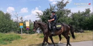 policja, konie
