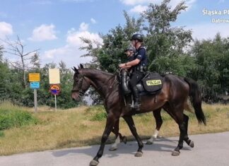 policja, konie