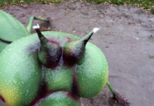 „Dzbany” zdewastowały plac zabaw. Modliszka pozbawiona czułek uszkodzona figura