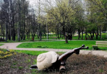 Ślimak wraca do łask. Nowa rzeźba w Parku Grabek ślimak w parku